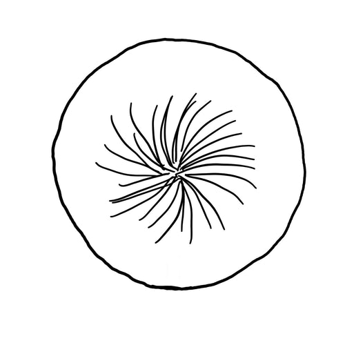 Hafod Grange Dandelion Paperweight sketch